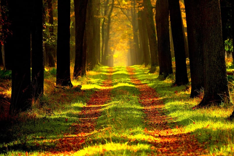 Enchanted Forest Grove